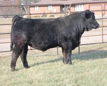 91 A stout made Gunnison son that goes back to SAV Harvestore. 75E is stout made bull out of a real good first calf heifer, and he carries the same power we have come to expect from his grandsire.