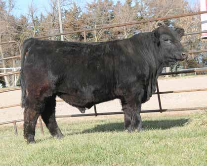 121E is a sound structured calf that is wide made and powerfully constructed. Don t forget he weaned off the cow at 738 pounds for a ratio of 107. BA38 HOMOZYGOUS BLACK POLLED BULL Lot 82 TAU MR.