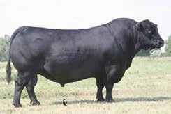 Calves are extremely massive and powerful with excellent carcass quality. PUREBRED POLLED BLACK BULL D AMGV854851 Calved: January 12, 2003 Tattoo: GMCCN31 Birth Weight: 86 Adj. 205-day Wt: 849 Adj.