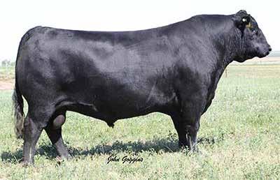 Gunnison is doing a great job of breeding desirable traits as you will see his calves come easy and are excellent in giving fleshing ability, muscle, and depth of rib.