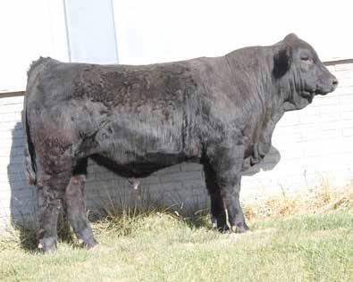 22 The first of three Gunnison sons out of our great donor cow Ms. Rodeo Drive 321N. 8E is as powerful as they come and offers an attractive look and sound structure as well. Proven pedigree.