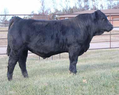 22 The final Gunnison son out of the 321N donor. 20E is the soggy middled and easy fleshing bull of the group, but he doesn t sacrifice the power either.
