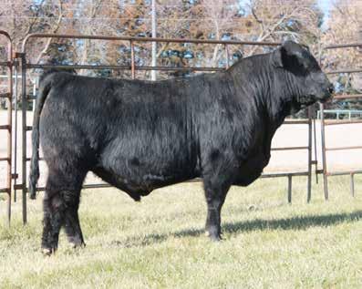 Good set of EPD s and a tremendous phenotype with an 829 pound adjusted weaning weight. He ratioed 117 for WW. Lot 14 TAU MR CAPITALIST 1E ET Calved: 1/13/2017 Tattoo: TAU 1E Reg.