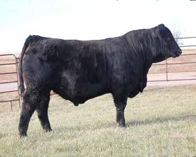 51 A son of Unanimous here that is out of a great donor cow in 131Y. 6E is big hipped and wide made, and he couples this with an attractive look.