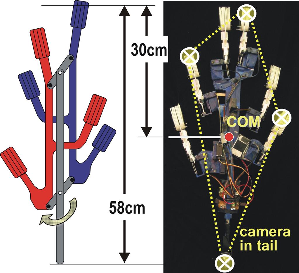 CHAPTER 4. SPINYBOT: CLIMBING WITH COMPLIANT MICROSPINES 67 Figure 4.6: Photograph of SpinybotII wall and diagram of climbing mechanism.
