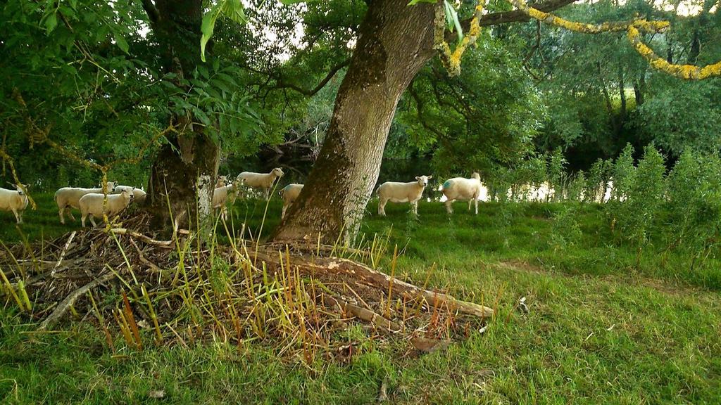 Case study 1: River Vyrnwy Community Group Himalayan Balsam sheep grazing project, Meifod.
