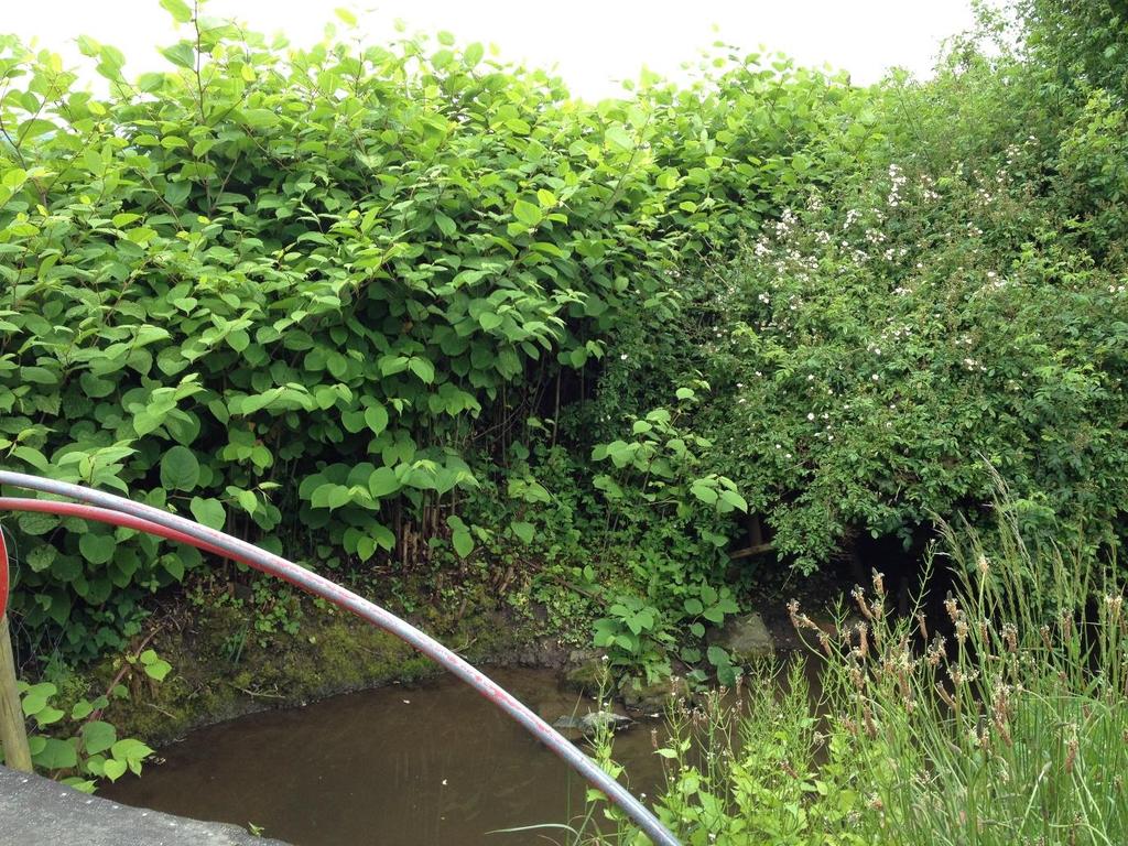 Case study 4: Cain Valley River Group Japanese Knotweed control The Cain Valley River Group in Llanfyllin have received training in PA1 and PA6 pesticide application (knapsack spraying), which has