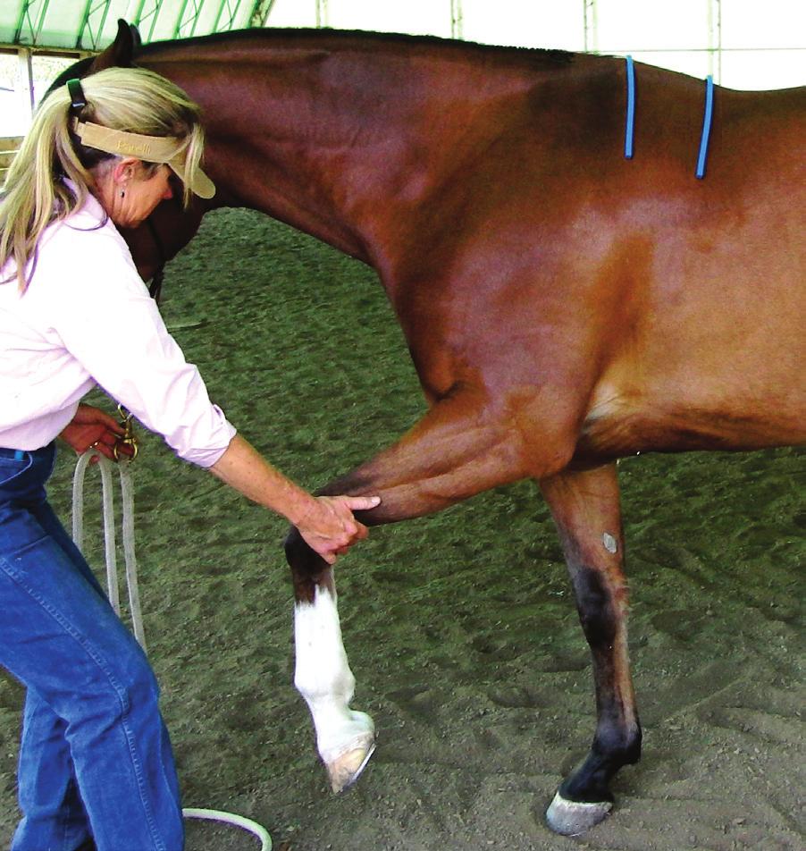 muscle atrophy issues. It will be necessary to shim your saddle to address this, whether sag is shallow or deep.