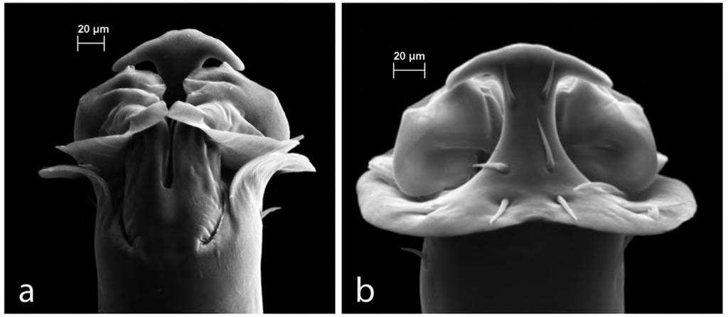 FIGURE 8. Zalmoxis derzelas sp. nov. (a) Pars distalis of male genitalia, dorsal view; (b) Pars distalis of male genitalia, ventral view. Zalmoxis sabazios sp. nov. Fig. 9 10 Types.