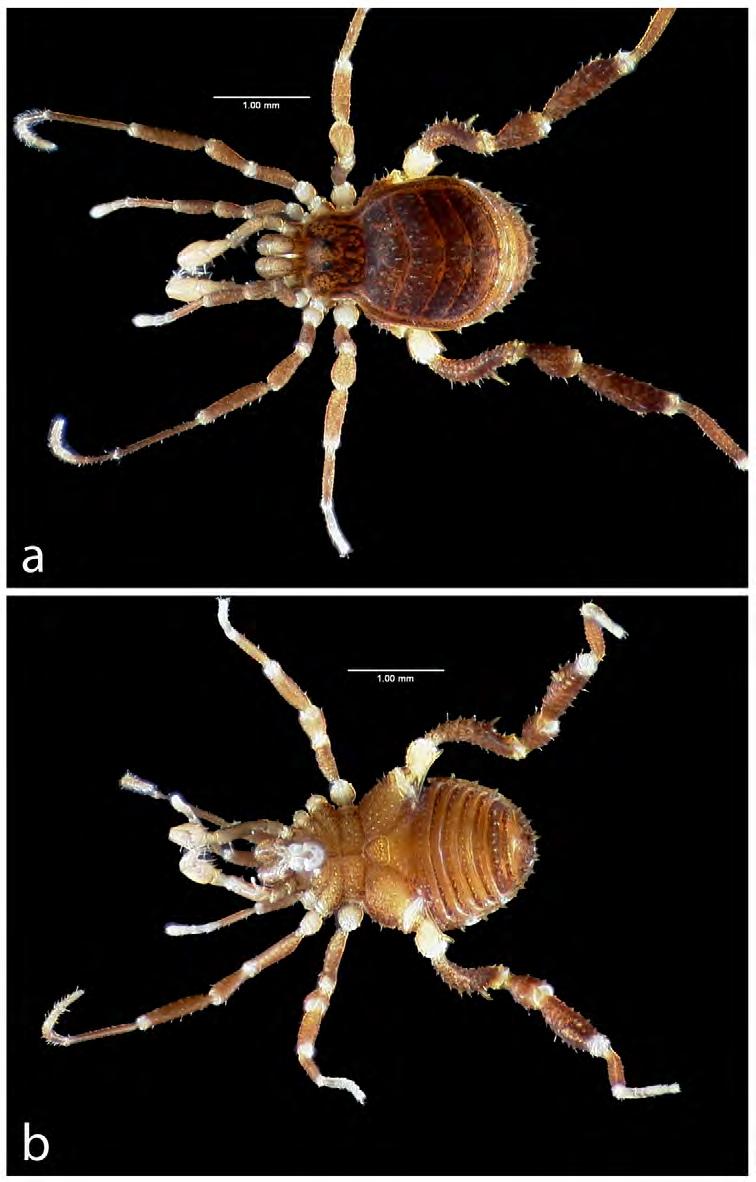 FIGURE 9. Zalmoxis sabazios sp. nov. (a) Male holotype, dorsal view; (b) Male holotype, ventral view. Legs finely granulated.