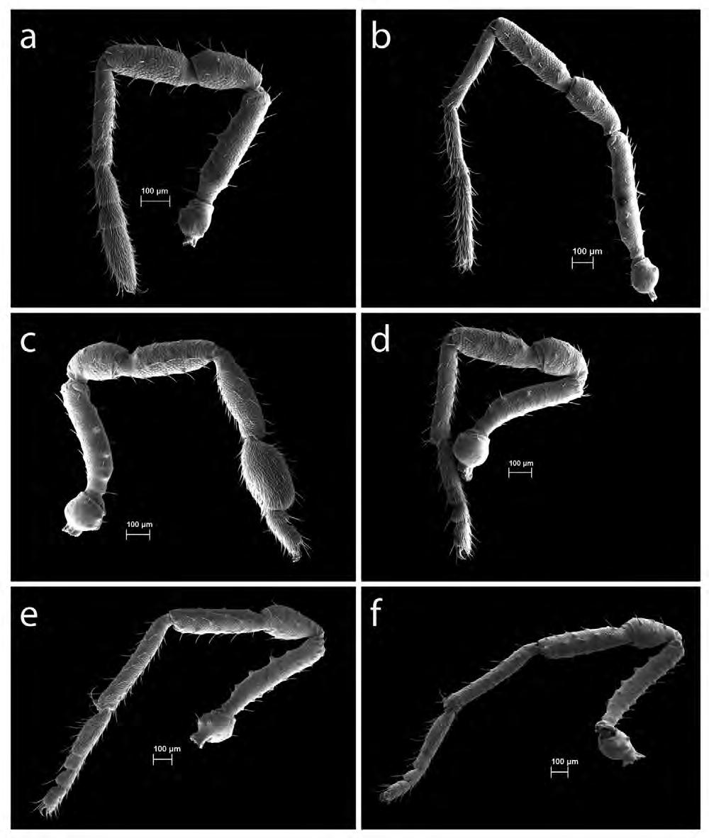 FIGURE 17. Zalmoxis bendis sp. nov. (a) Male left leg I; (b) Male left leg II; (c) Male right leg III; (d) Female left leg III; (e) Male left leg IV; (f) Female left leg IV.