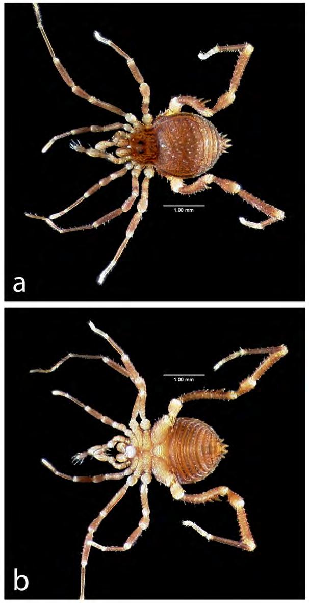 FIGURE 18. Zalmoxis kotys sp. nov. (a) Male holotype, dorsal view; (b) Male holotype, ventral view. Chelicerae (Fig. 20a) sexually monomorphic, with prominent bulla on proximal article.