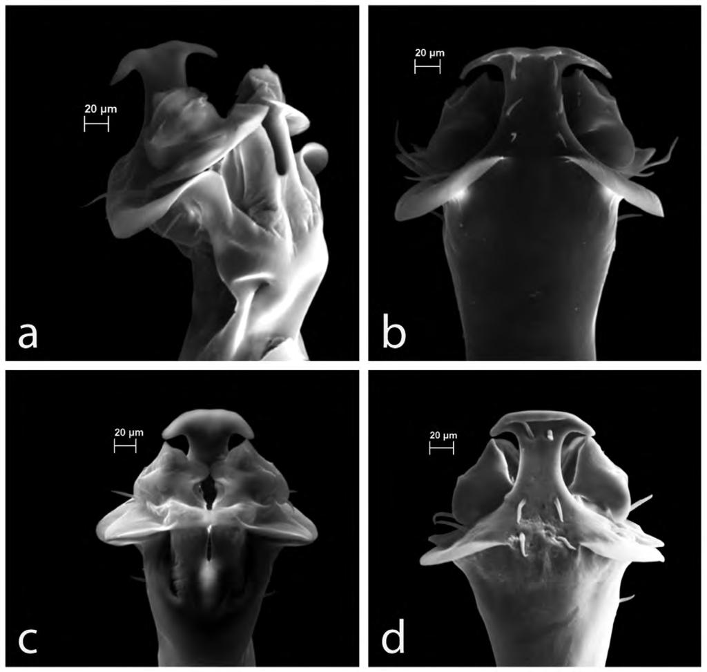 Re-examination of previously described species from Luzon (Zalmoxis mitobatipes and Zalmoxis cuspanalis) underscores the diversity of anal plate armature (Fig.