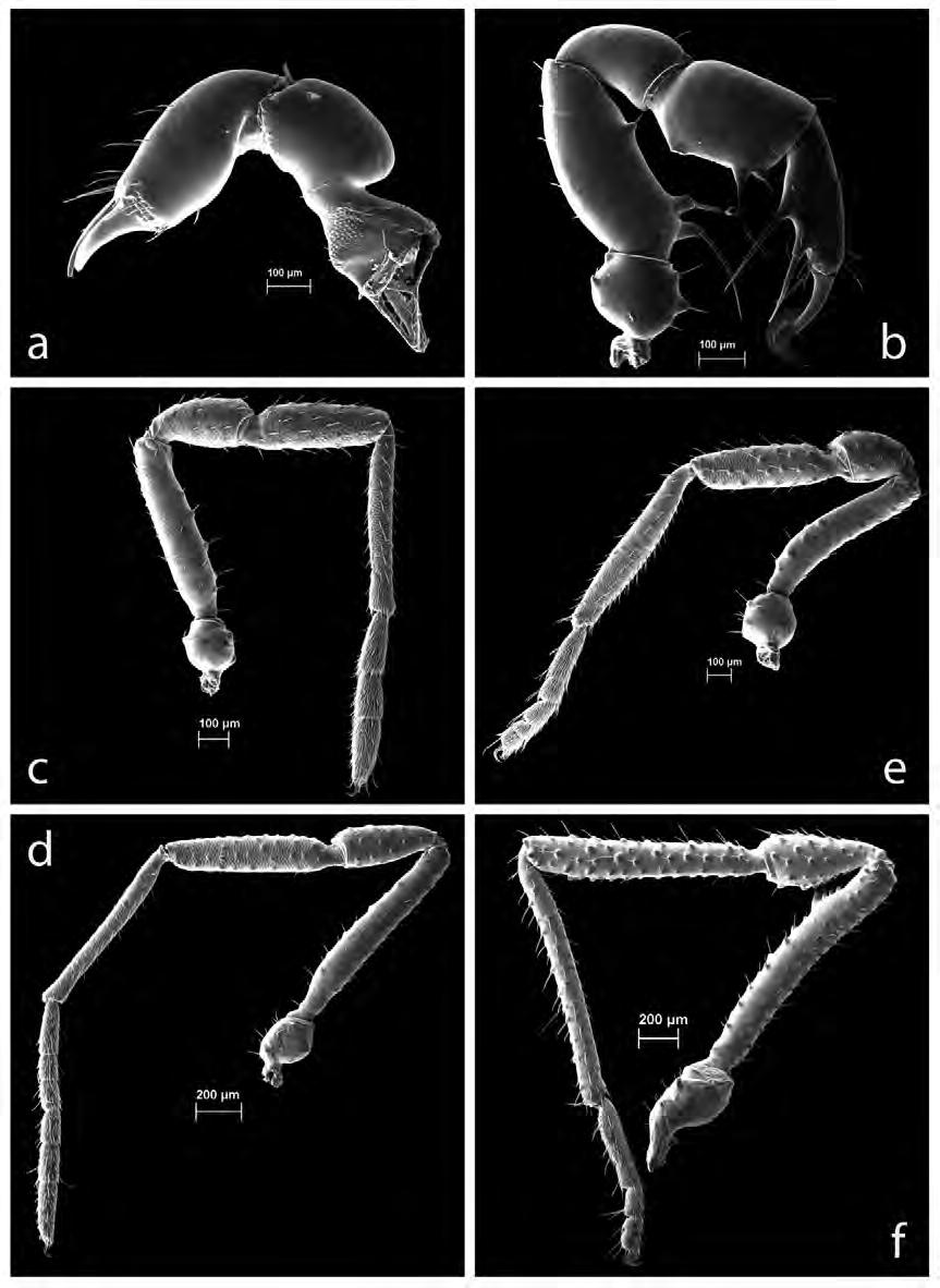FIGURE 7. Zalmoxis derzelas sp. nov. (a) Left chelicer of male paratype; (b) Right palp of male paratype; (c) Male right leg I; (d) Male left leg II; (e) Male left leg III; (f) Male left leg IV.