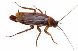 1 2 UP TO 1 1/4 INCHES The oriental cockroach is dark brown to black in color.