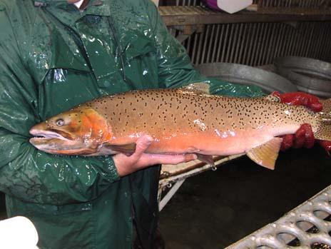 Management Plan for Conservation of Bonneville Cutthroat Trout in Idaho Prepared by Idaho Department of Fish and Game