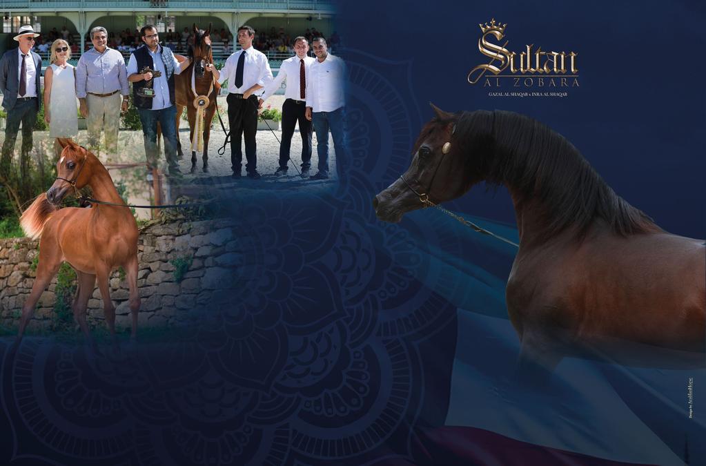 STUD SULTAN AL ZOBARA (Gazal Al Shaqab x Inra Al Shaqab) born in 2011 has joined the team of Abhaa Arabians. Sultan Al Zobara has so far collected a great deal of victories.