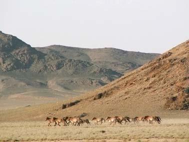 Within the last observation Mondol and Zandan groups were grazing close to each other.