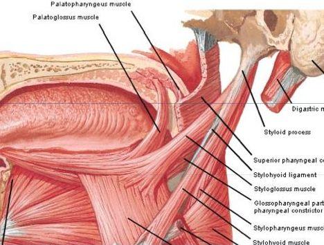This muscle arises from the apex of petrous part of temporal bone,a from the adjacent medial side of the cartilaginous part of the auditory tube, it forms a roued belly that is inserted into the