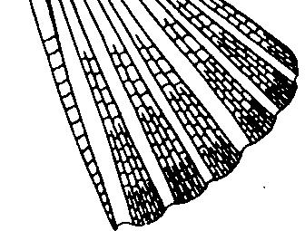Pre-dorsal scales modified; scales in lateral series 60 to 77, small and numerous, those on back and above base of anal fin markedly smaller than rest.