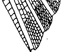 Pre-dorsal scales modified; scales in lateral series 35 to 46, those on back and above base of anal fin not markedly smaller than rest. A black spot behind gill opening, but none along flank.