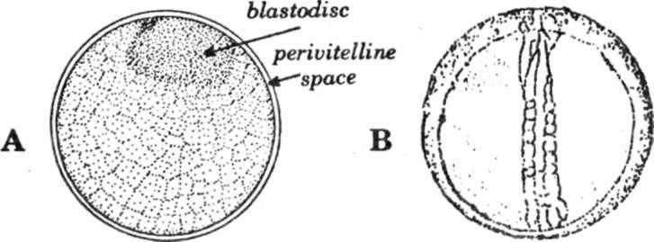Management of Milkfish Broodstock 17 Fig. 16. Milkfish eggs: A, newly fertilized egg (1.1-1.25 mm dia.); and B, egg with developing embryo.