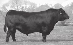 Semen for Sale on these Coleman Angus Sires Coleman Regis 904 -Sire of 122.