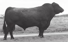 Reference Sires I Birth Date: 2-10-1986 Bull #10858958 Tattoo: 6807 #Band 234 of Ideal 3163 #Band 602 of Ideal 928 72 QAS Traveler 23-4 Rito 149 of Ideal 443 #9250717 QAS Blackbird Eve 601 1 Burly
