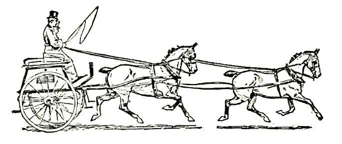 Utility Champion: To be awarded to the combination of vehicle, horse(s) / pony(ies), and driver with the most points in Classes 26, 27, 28 and 29.
