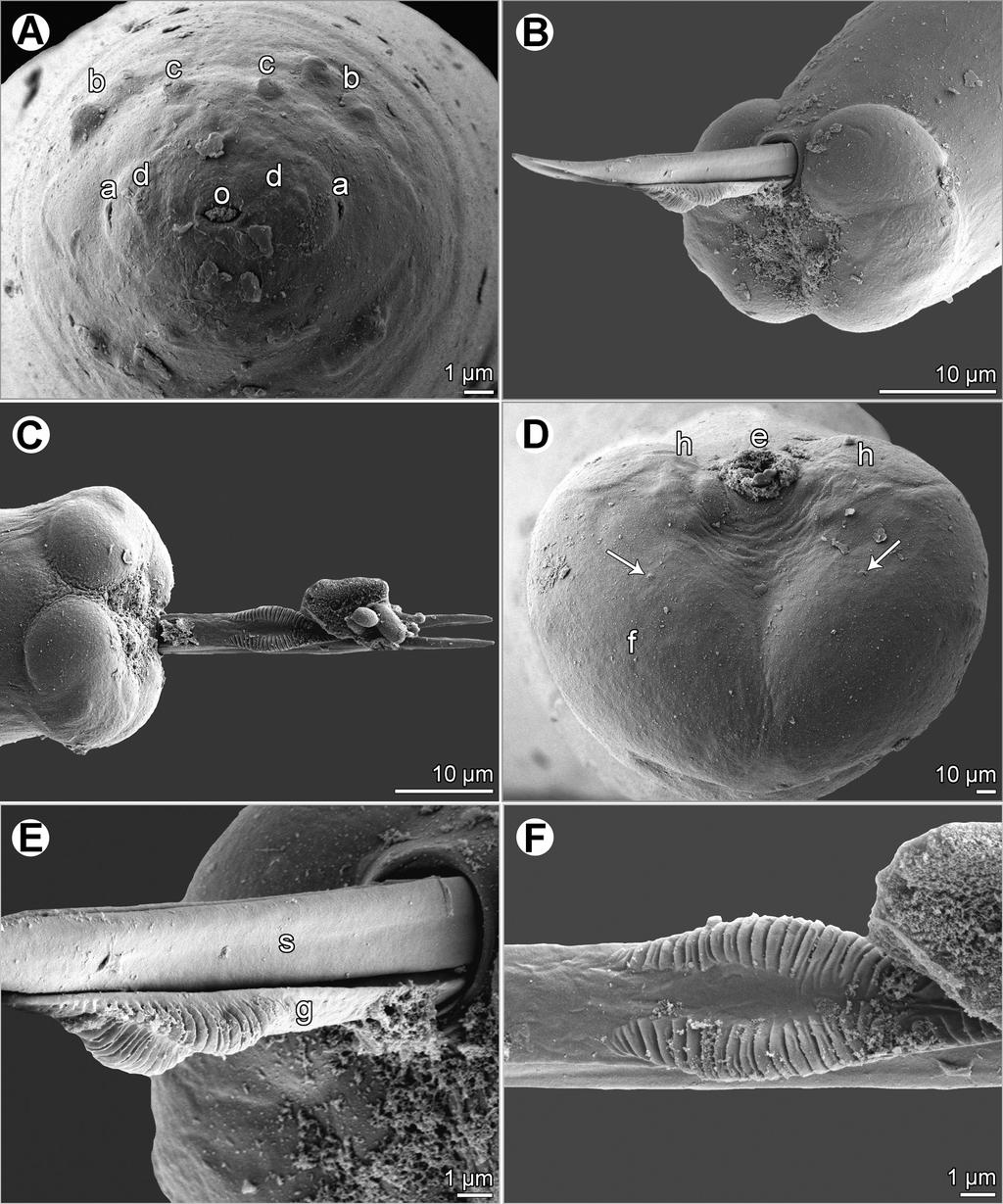 235 Two nematodes from Otolithes ruber off Iran subgravid and larger nongravid females of this gonad-infecting species of Philometra were recorded from the same host species in the Persian Gulf and