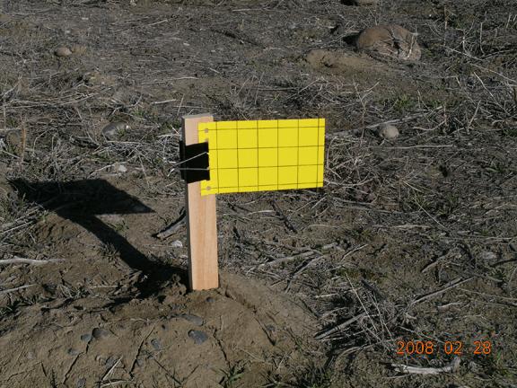 How to Deploy Traps Yellow sticky cards should be set up as shown in Figure 2. It is important to keep the traps low to the ground as shown because BLH move about very close to the ground.