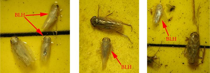 The other species of leafhoppers shown in Figure 3 can be very common. Those other species do not transmit BLTVA to potatoes, or cause any problem for potatoes.