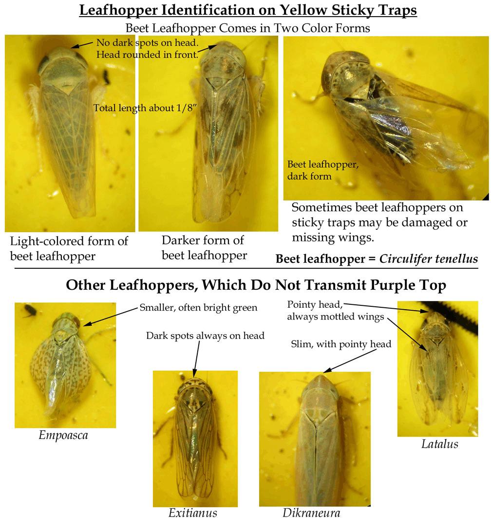 Figure 8. Information on the light and dark forms of BLH, and how they compare to some other common species.