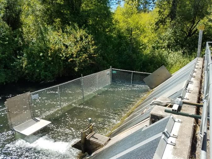 ODFW will continue to request flexibility in the hatchery contract from USACE to release larger but fewer HPCHS smolts to improve returns, while staying within contract poundage.