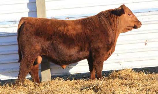 Lot 3 Lot 4 Lot 5 Lot 6 9 Yearling Bulls CER MR ICE COLD 8001 3 1/24/18 1A 100% 4026476 100.