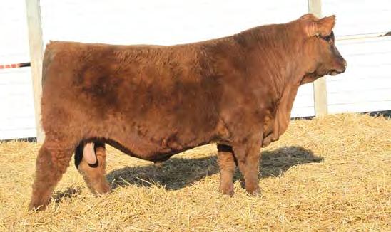 Lot 62 Lot 63 Yearling Bulls 62 CER MR BOUNDRY 8229 3/12/18 1A 100% 4026112 101.