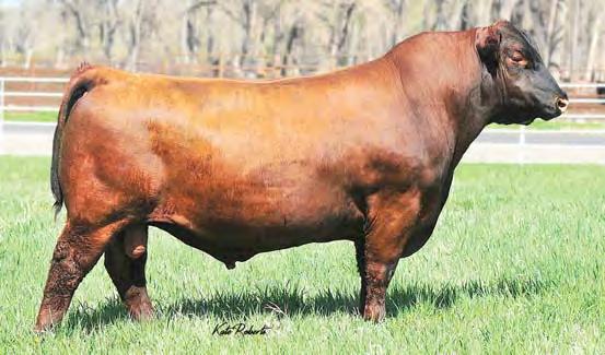 Reference Sires BIEBER ROUGH COUNTRY A523 A Cat. % Reg. # 4/30/13 1A 100% 1619833 95 BIEBER ROUGH RIDER 10712 BIEBER ROOSEVELT W384 789 BIEBER SHEBA 9602 365 Wt.