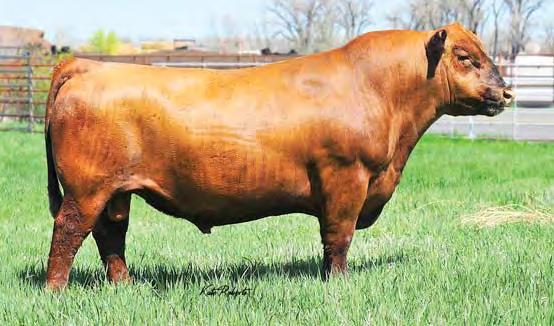 Reference Sires J ORT ICE COLD 6013 Cat. % Reg. # 2/3/13 1A 100% 1588845 85 LAZY MC LOOKOUT 37U RED LAZY MC LOOKOUT 153X 837 RED LAZY MC GOLD DESIGN 84U 365 Wt.