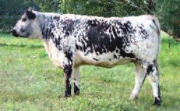 (See page 2 for history) BUNDERRA 26T SAILOR BOY E3 (ET) DOB: 29/03/2009 We feel she is without doubt one of the most remakable heifers produced out of this herd for many years.