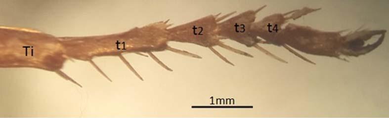 medium length hairs at posterior margin, sternite VI with hairs much stout and variation in length. Male: Body length 13-16mm; color similar to female (Fig. 1 B). Head (Fig.