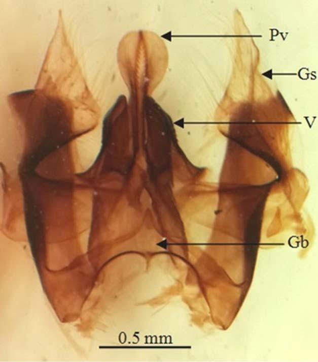 Fig 6: Pygidial plate of L. haemorrhoidalis, female Fig 7: Genitalia of L. haemorrhoidalis L. subtessellatus (Smith, 1856) Materials: (47 specimens; 9, 28 ); Baghdad, Jaddria 22.V.