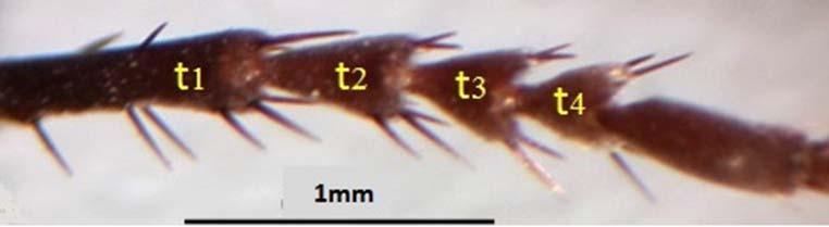hairs on the posterior margins from S2-S8. Genitalia (Fig.