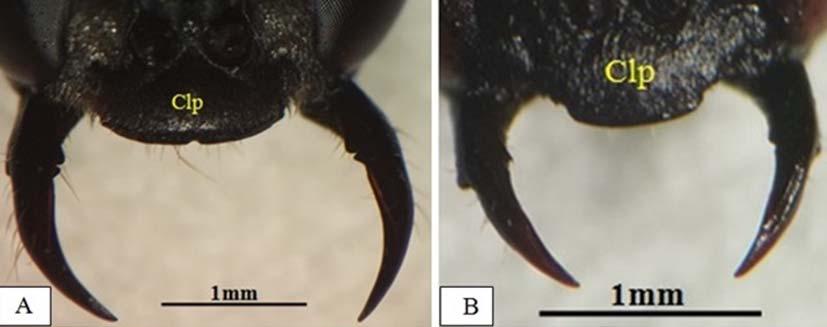 species. Fig 8: L. subtessellatus A) female B) male Fig 12: Thorax of L.