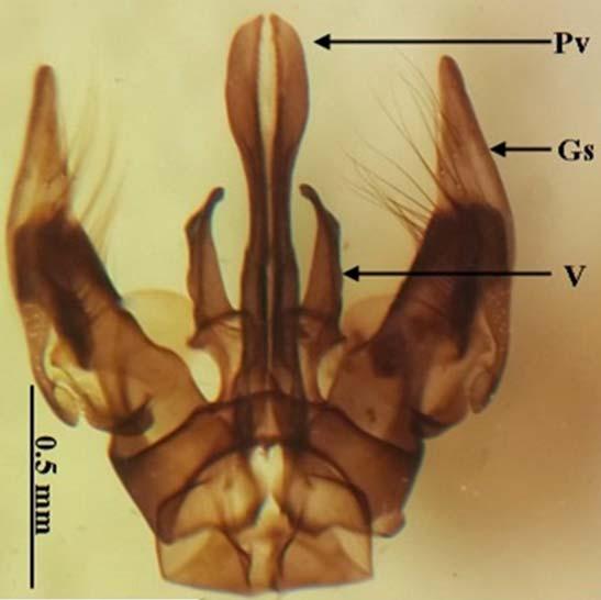 head A) female B) male Fig