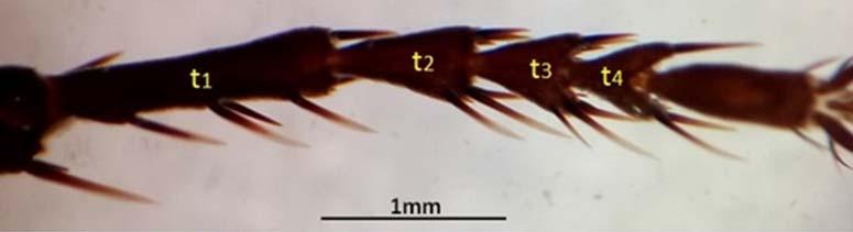 atratus, A) female B) male