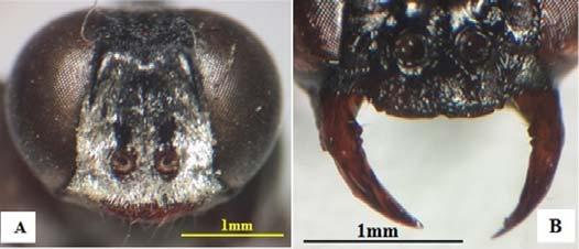 tergites. Fore wings hyaline and tend to smoky with darker tips, hind wings transparent. Head(Fig.