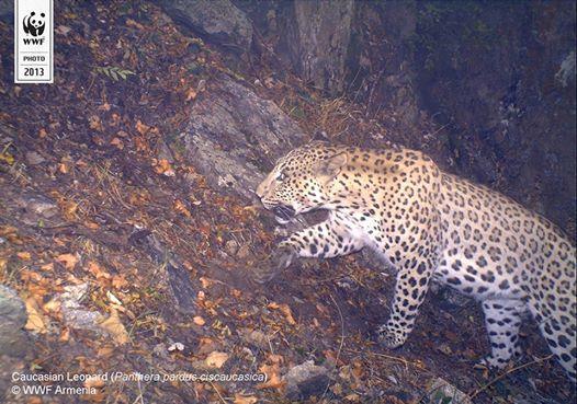 Timeline of Leopards in Armenia Ancient Times Soviet Period 1920-1980s Independent Armenia since 1990 2002 2006 2017 2018 2006 WWF
