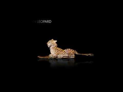 PROTECT THE LEOPARDS VIDEO AD