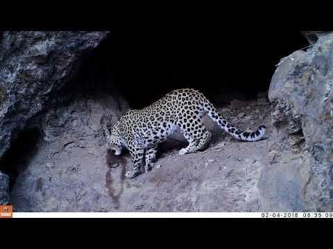 Leopard on camera Trap