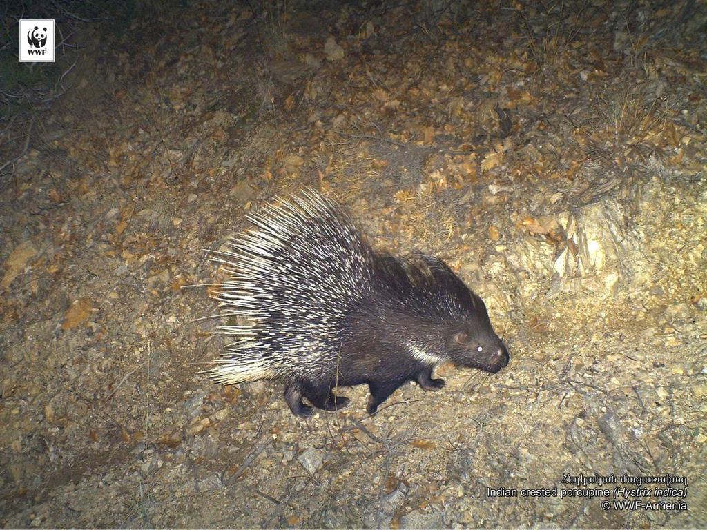 Indian Crested Porcupine Status:
